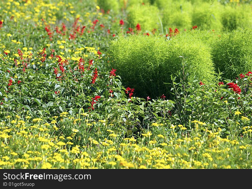 Garden Background.