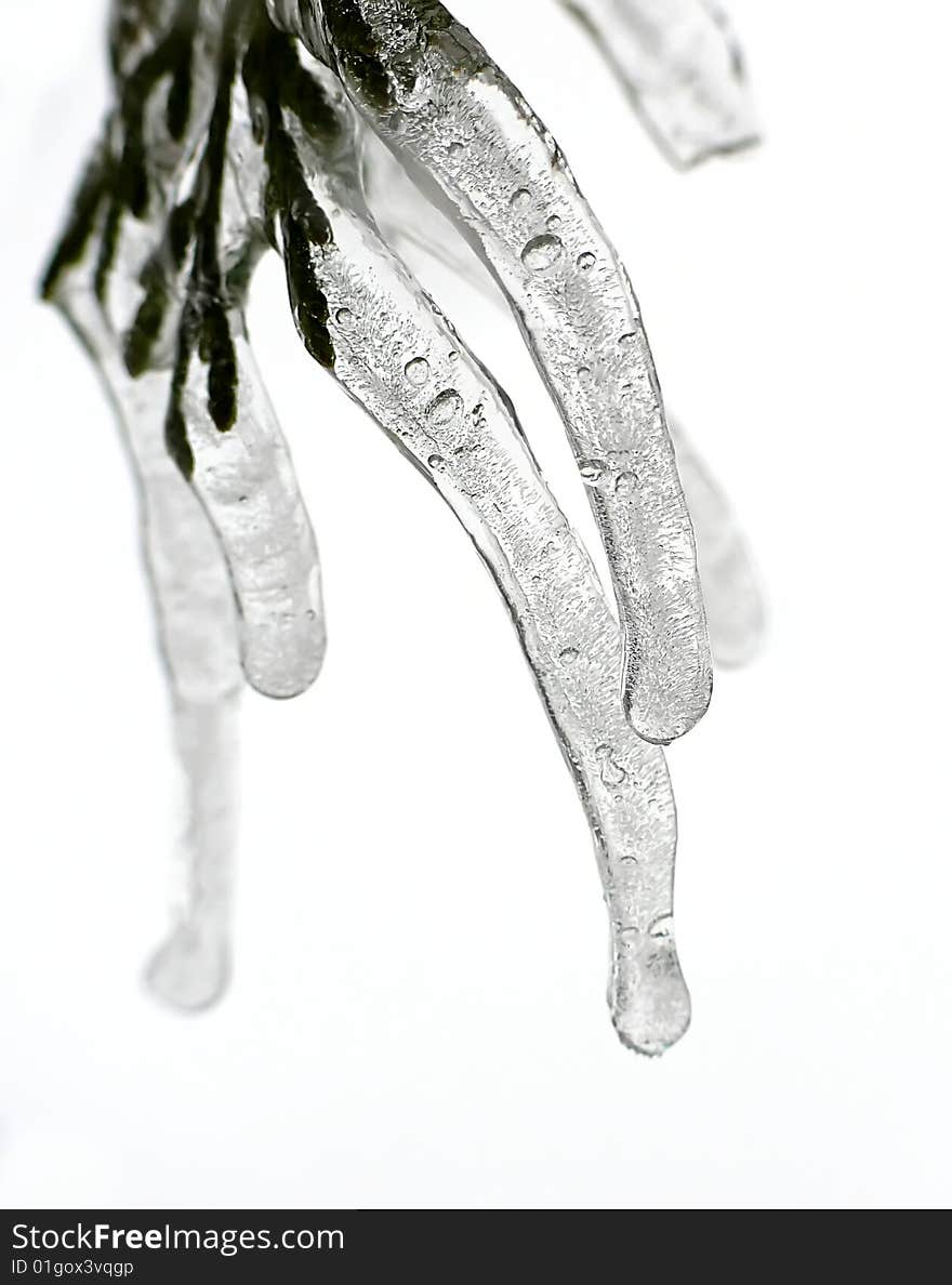 Icicles on twig and white background