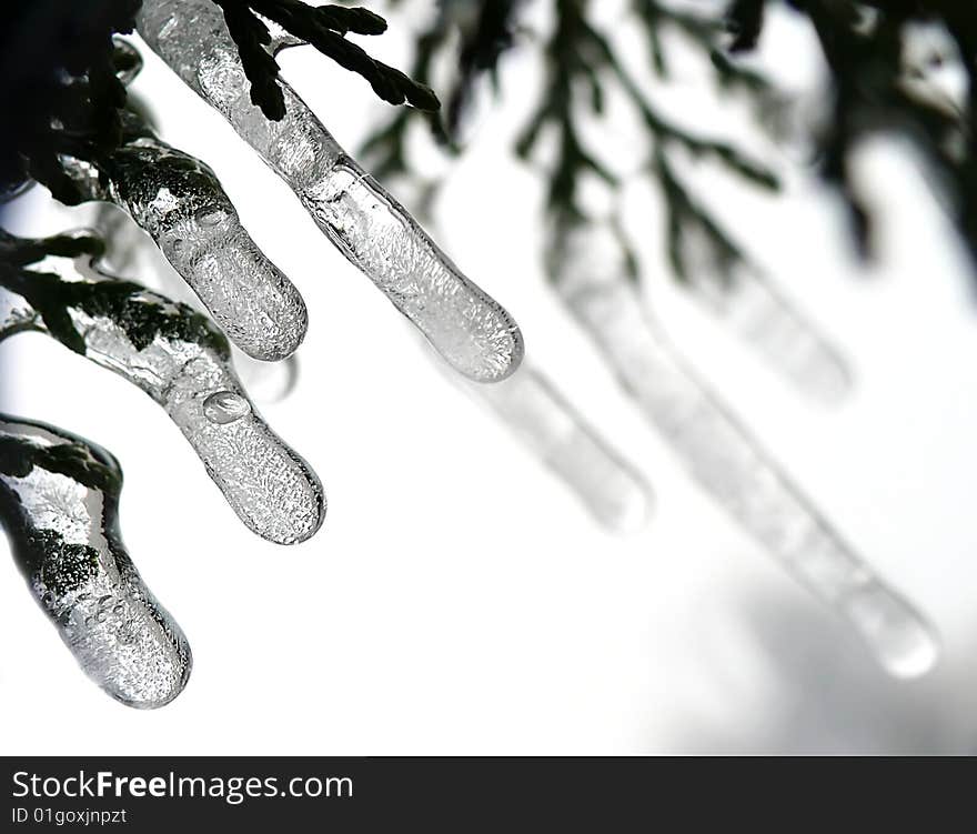 Icicles on twig and white background