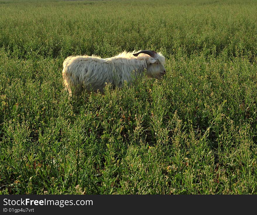 In the wild goat eat grass