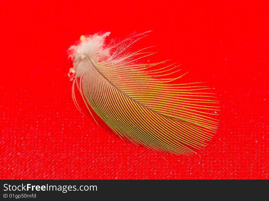 Feather isolated on red background