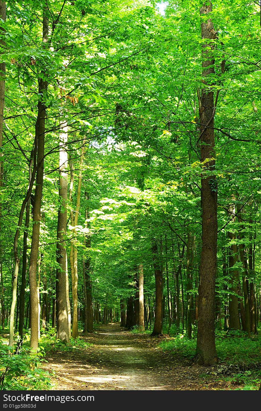 Path in summer green forest