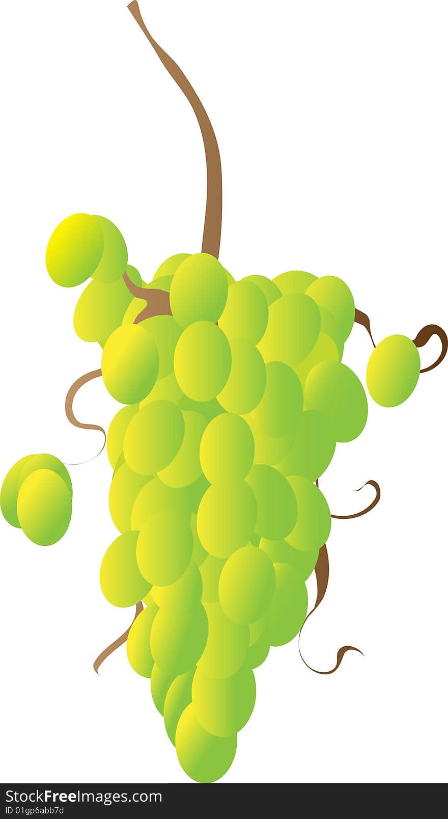 Vector image drawing of green grapes on a vine