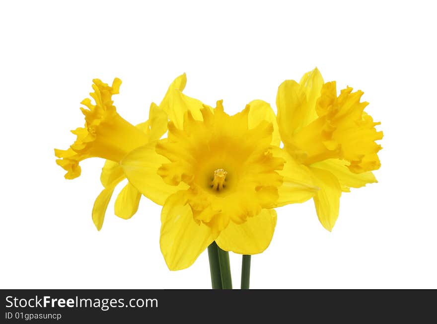 Three daffodil flowers isolated on white. Three daffodil flowers isolated on white