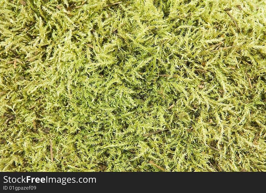 Background of green natural moss