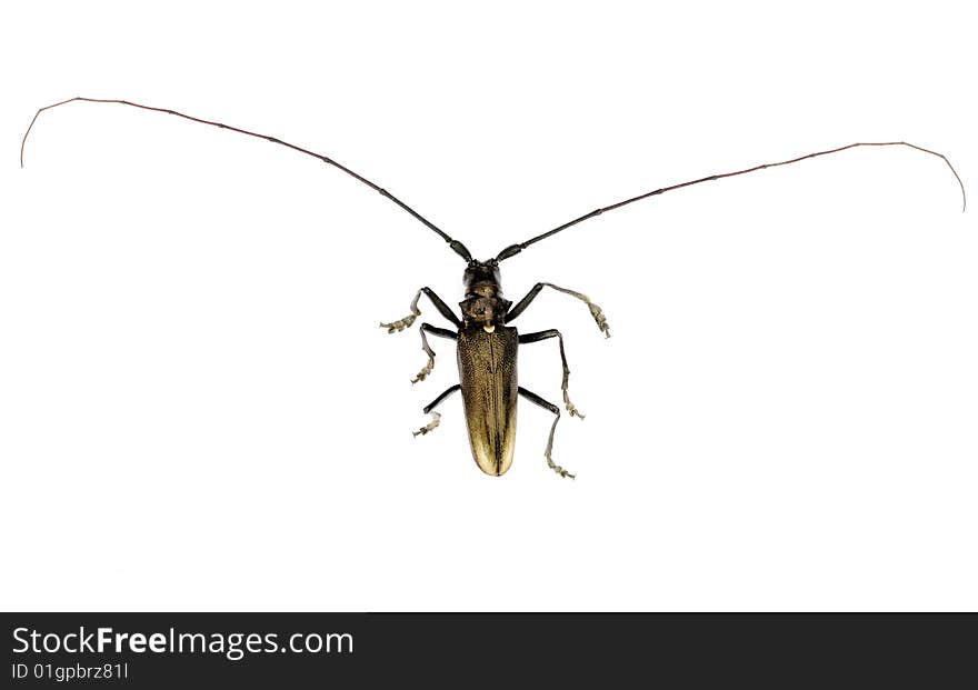 Capricorn beetle isolated on white