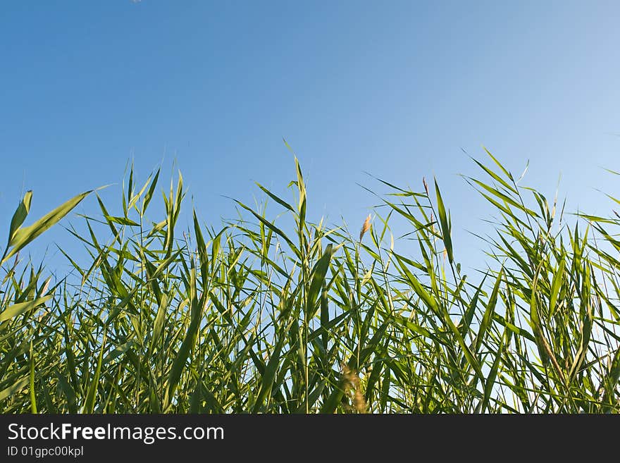 Reed stems on blue sky