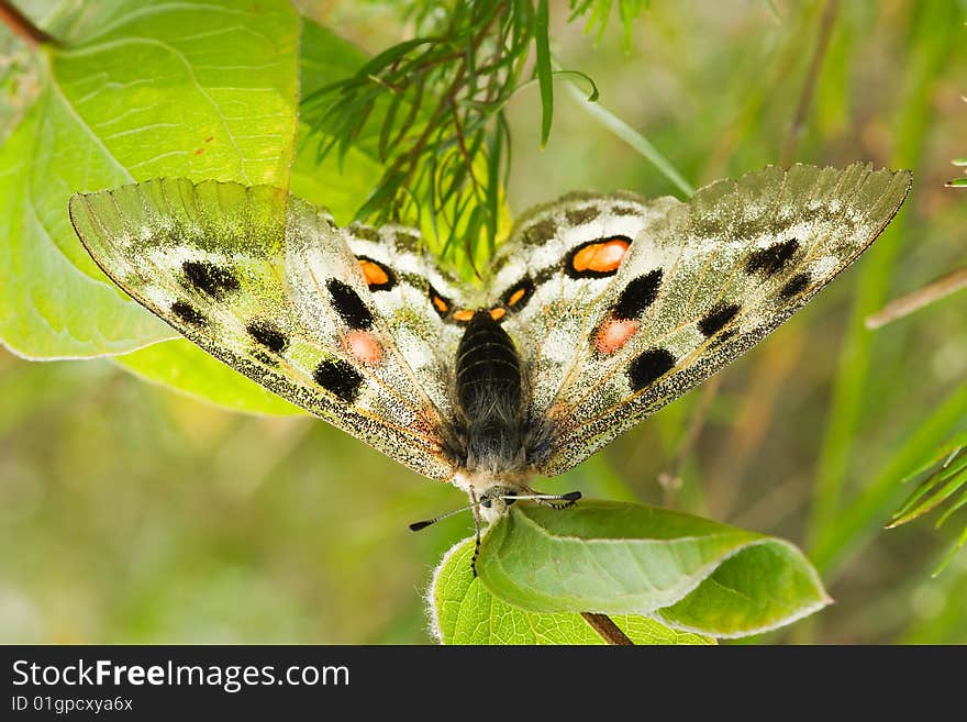 Nomion butterfly sitting on the grass