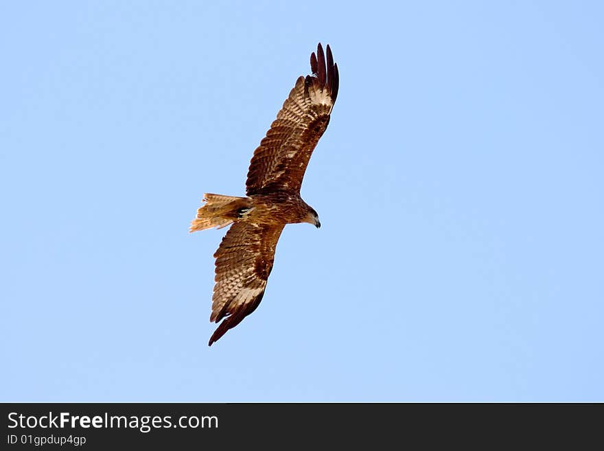 Eagle in the sky