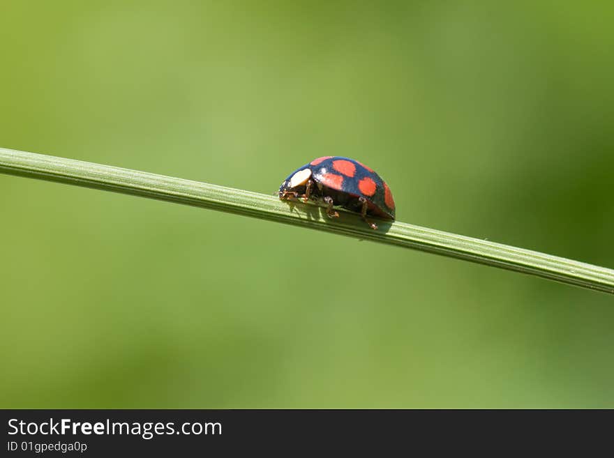 Ladybug is walking on grass stem. Ladybug is walking on grass stem