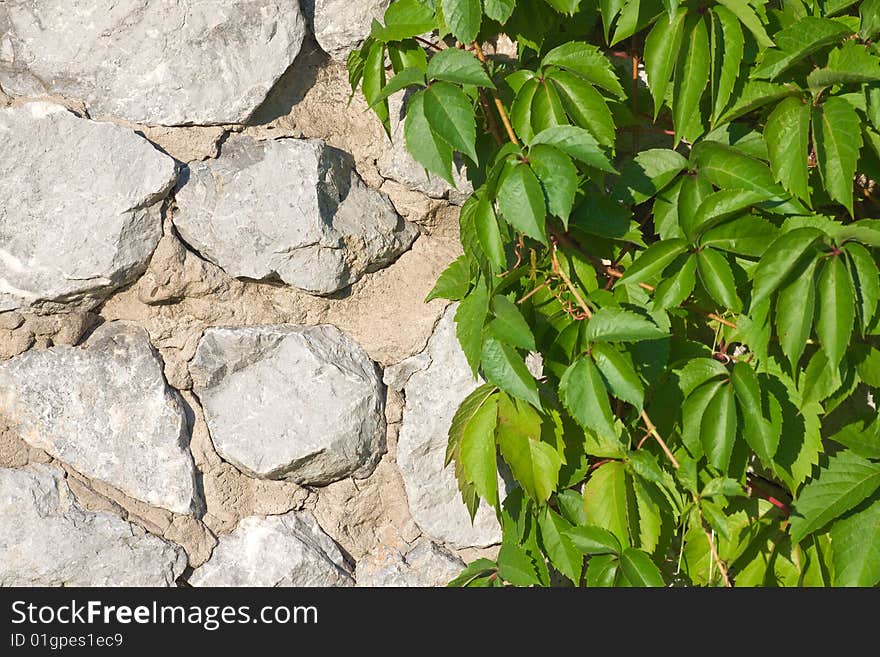 Hop plant on stone wall background. Hop plant on stone wall background