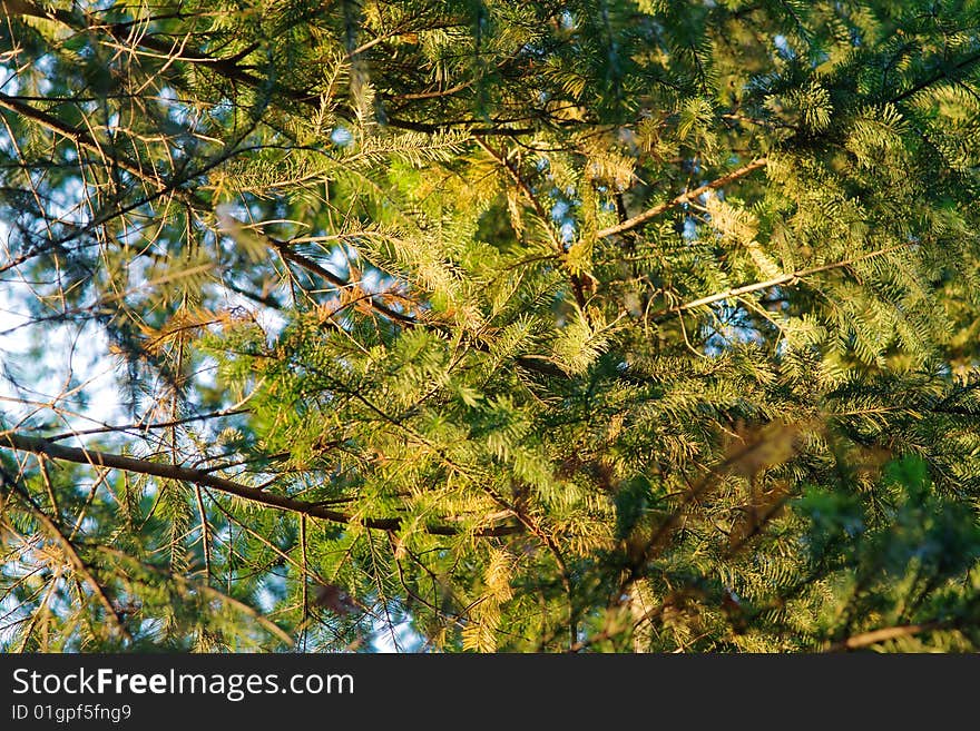 Fir in morning sun light with blue sky spots