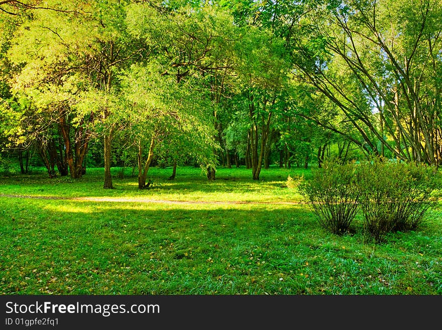 Sunlight rays in the forest. Sunlight rays in the forest