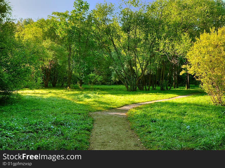 Sunlight rays in the forest. Sunlight rays in the forest