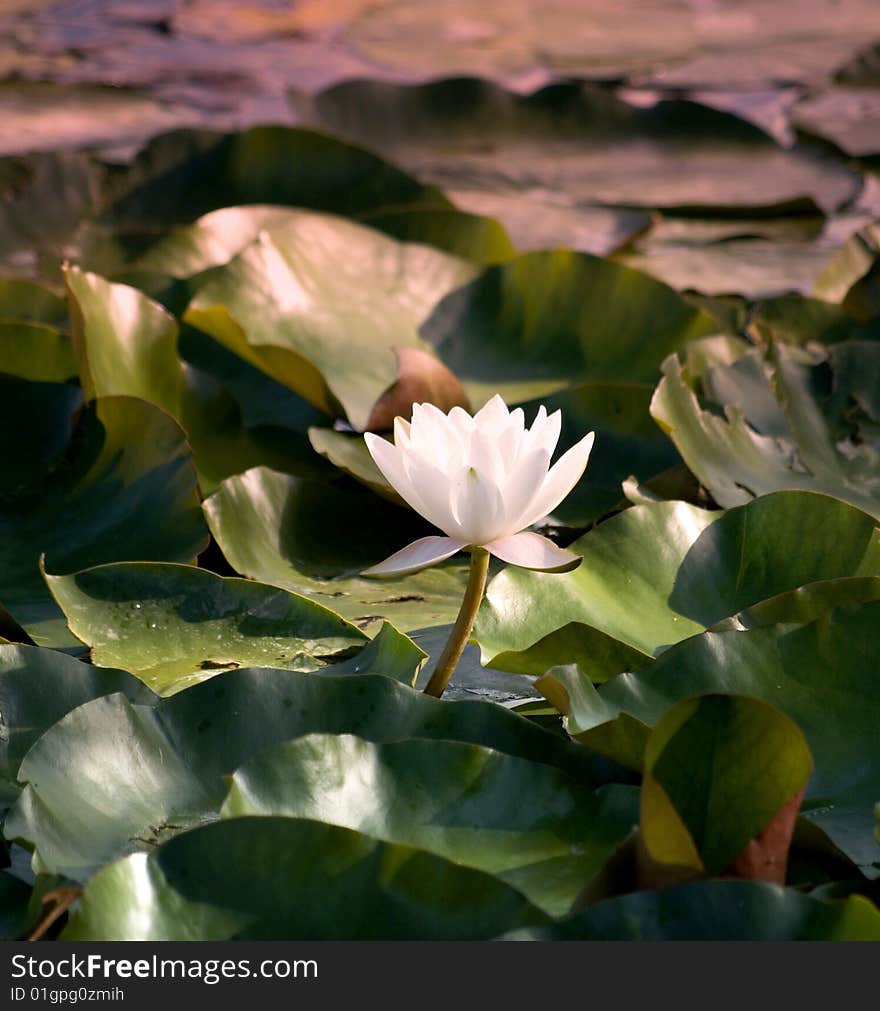 White water lily in the garden