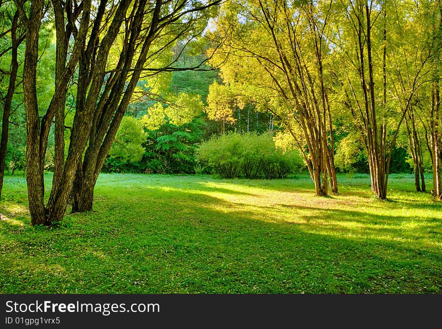 Sunlight rays in the forest. Sunlight rays in the forest