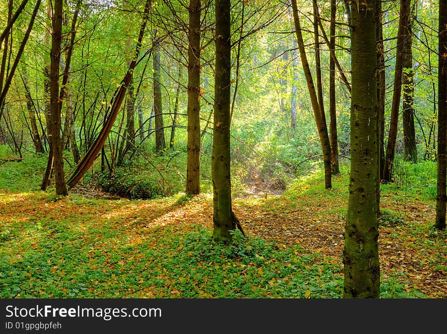 Sunlight rays in the forest. Sunlight rays in the forest