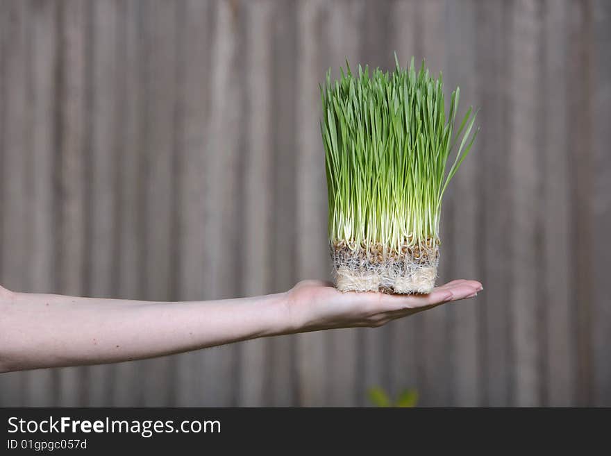 Holding Grass Sprouts