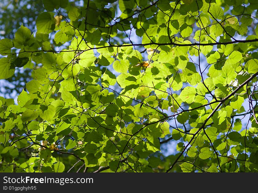 Trees Crown