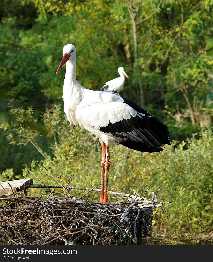 Two white storks