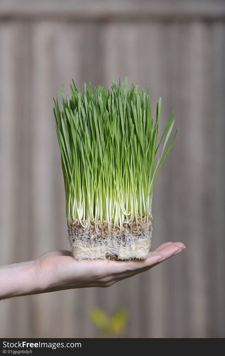 A person holds a bunch of young grass sorputs. A person holds a bunch of young grass sorputs