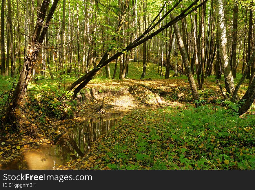 Brook in the forest