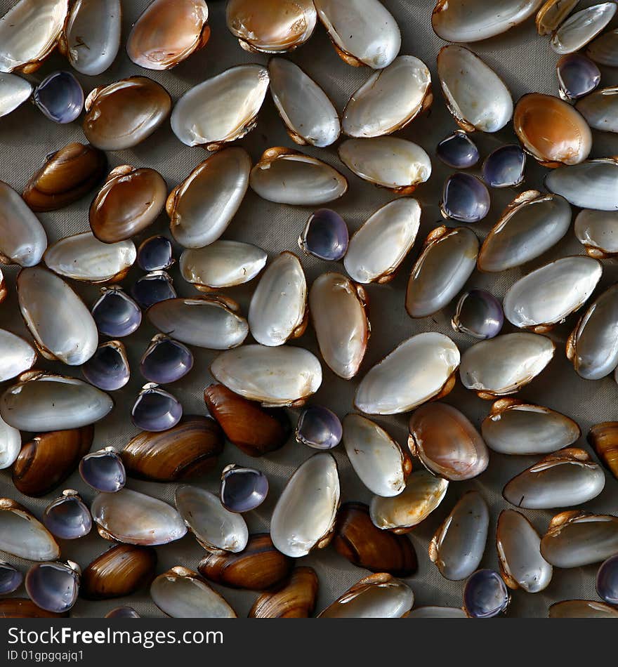 Blue and brawn cockleshells on a light gray background. These include cockleshells with nacre. Blue and brawn cockleshells on a light gray background. These include cockleshells with nacre.