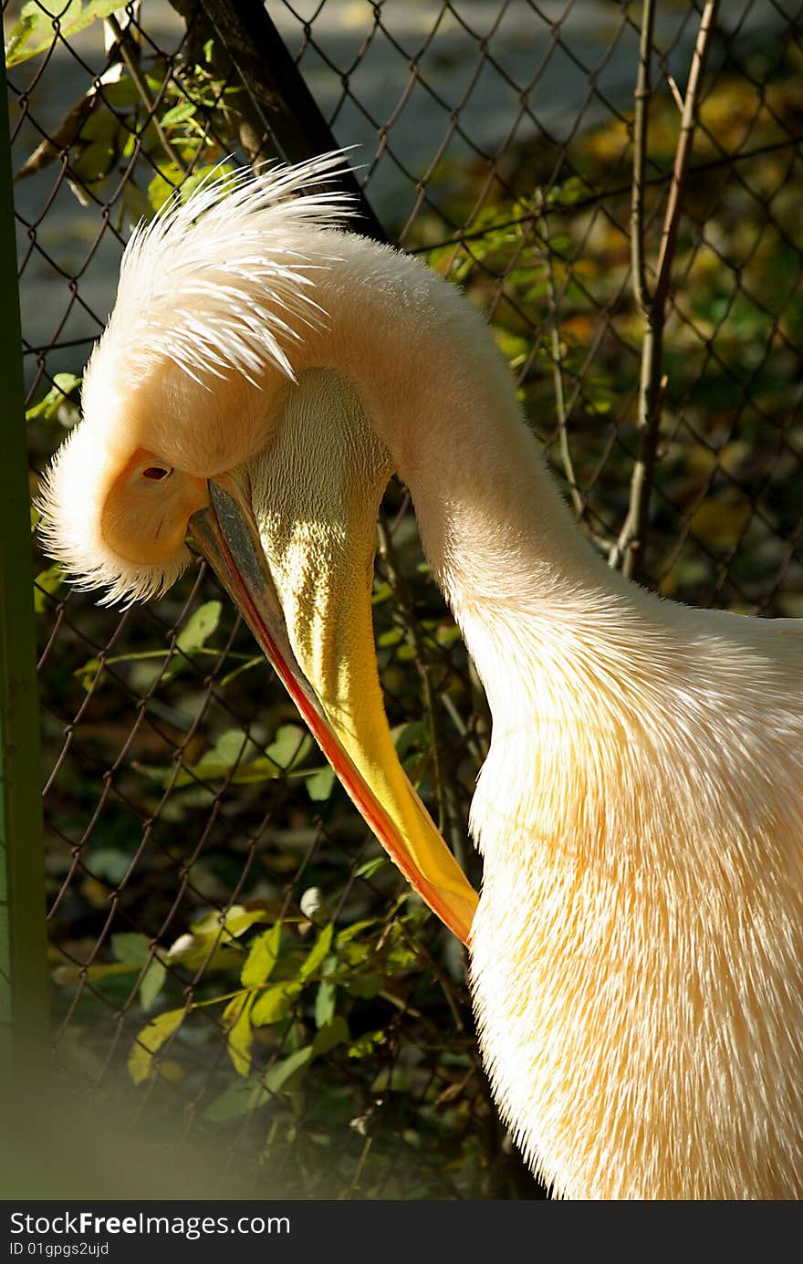 Portrait Of The Pelican