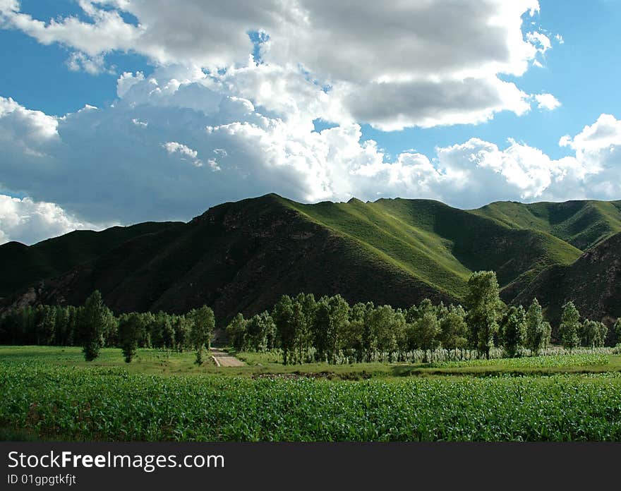 Beautiful blue sky and white clouds of cattle and sheep on the grasslands. Beautiful blue sky and white clouds of cattle and sheep on the grasslands