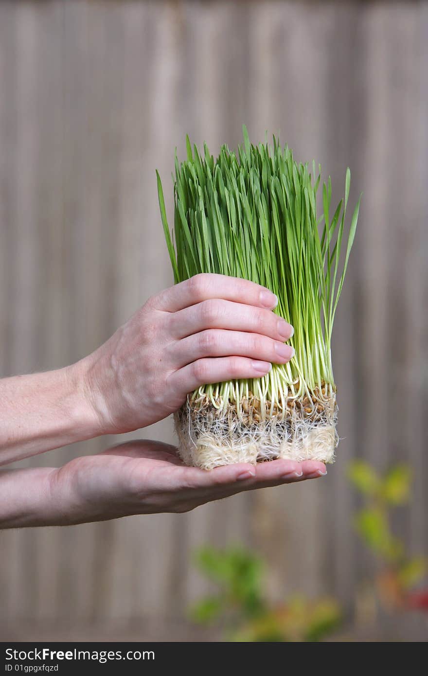 A person holds a bunch of young grass sorputs. A person holds a bunch of young grass sorputs