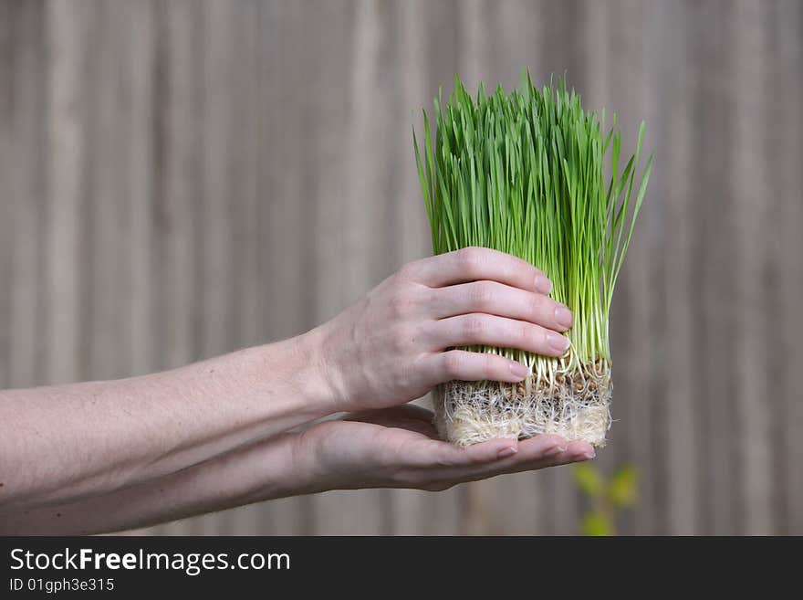 A person holds a bunch of young grass sorputs. A person holds a bunch of young grass sorputs