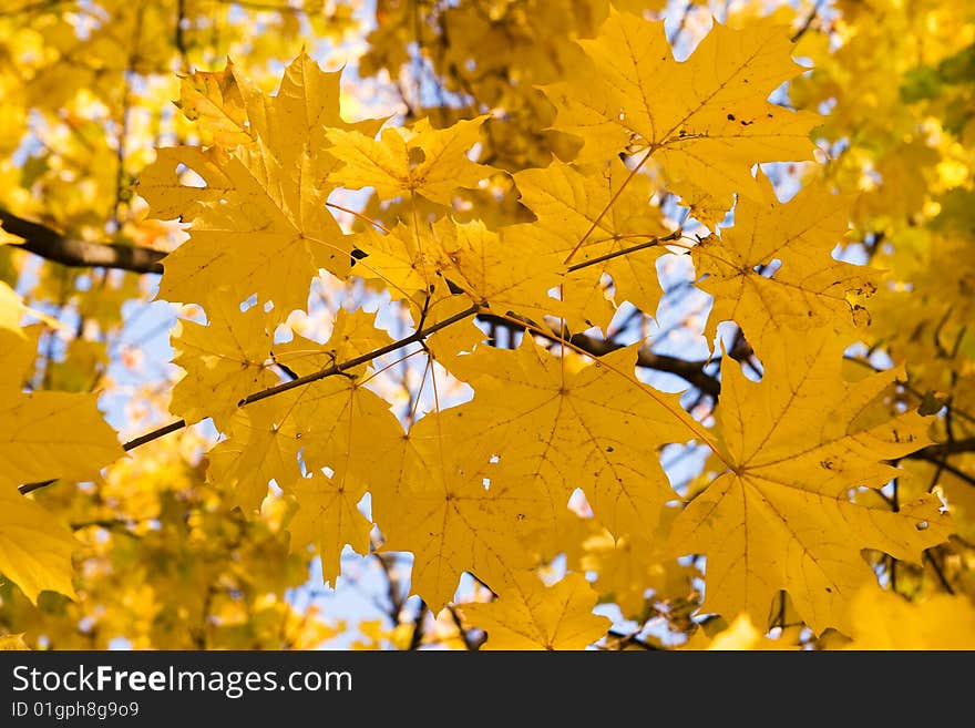 Autumnal gold maple leaves background. Autumnal gold maple leaves background