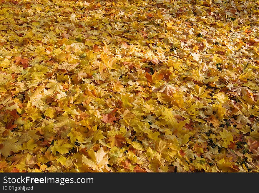 Gold maple fallen leaves background