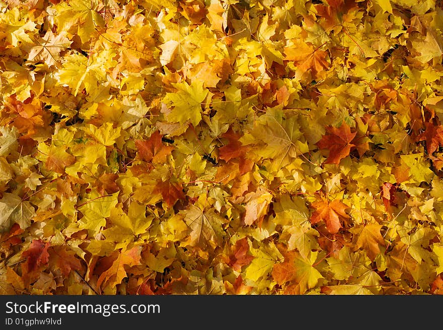 Gold maple fallen leaves background