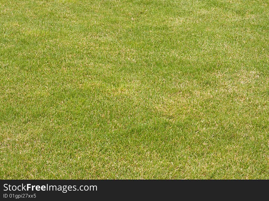 Canted green grass field in perspective