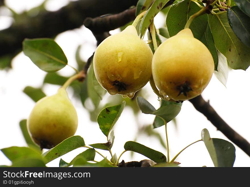 Riped pears on tree