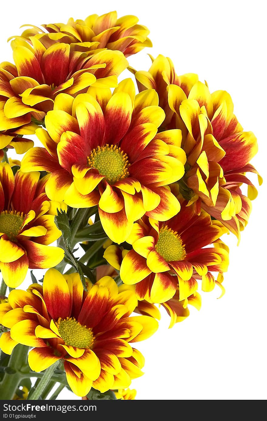 Bouquet of colorful chrysanthemum isolated on white