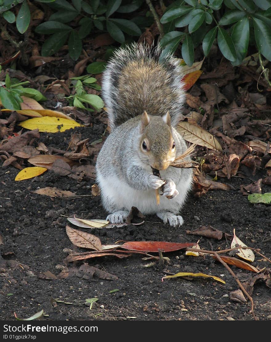 Eating young squirrel in a park of London in autumn. Eating young squirrel in a park of London in autumn