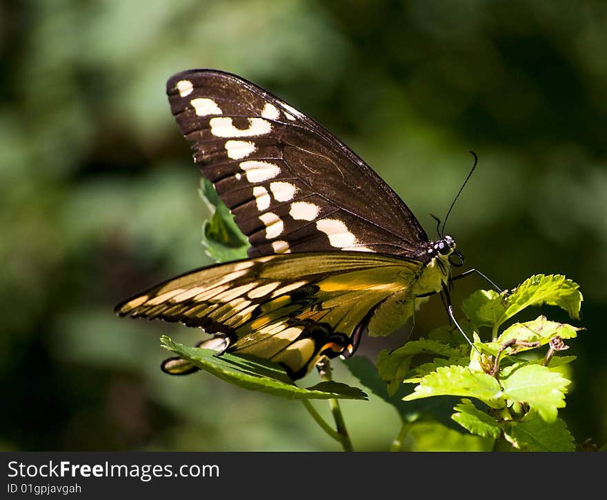 Giant Swallowtail Butterfly