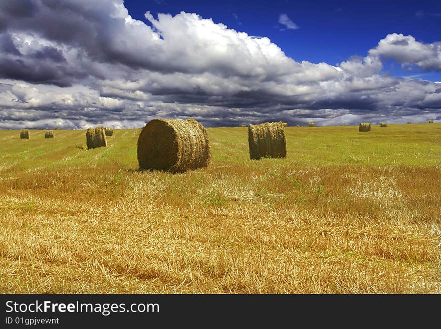 Many round haycocks on autumn yellow field under beautiful blue cloudy sky. Many round haycocks on autumn yellow field under beautiful blue cloudy sky