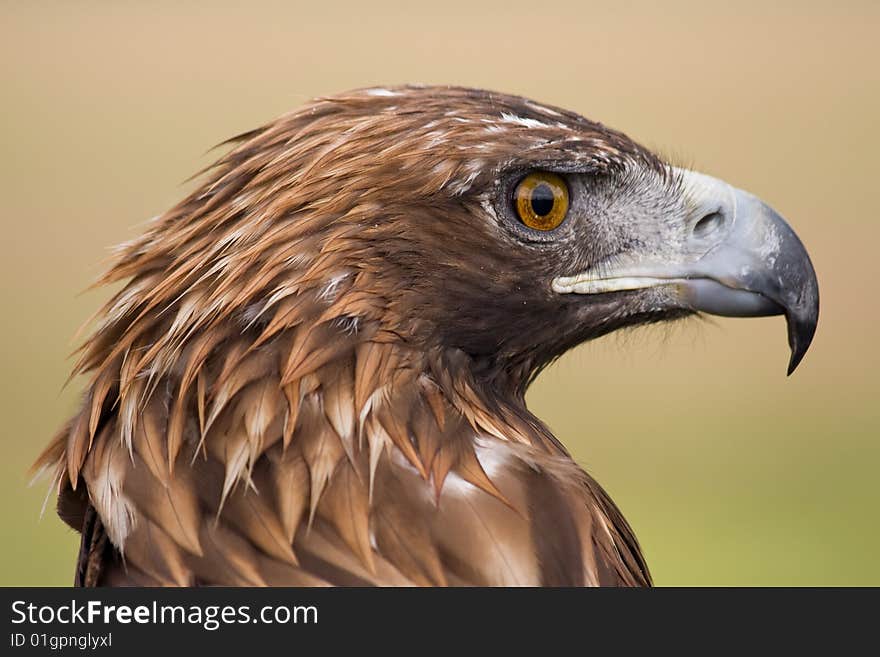 Golden Eagle face