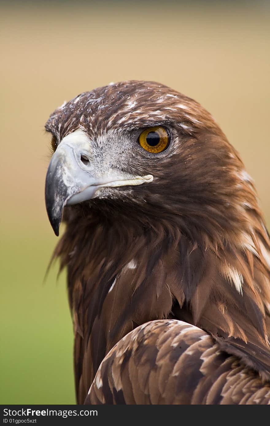 Golden Eagle face