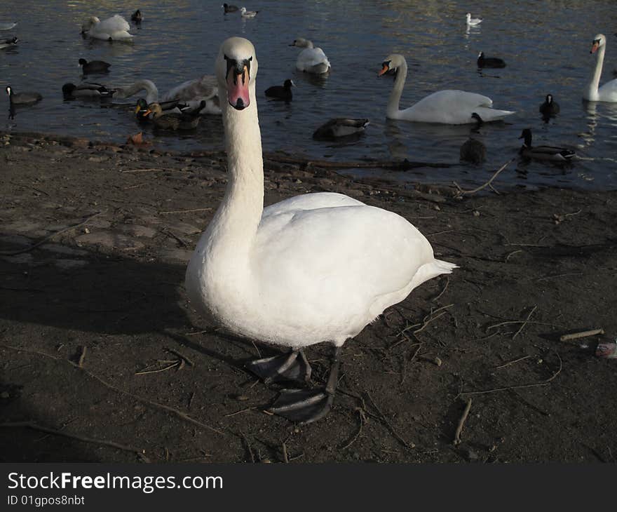 White goose on a bank of the Vltava river, Prague