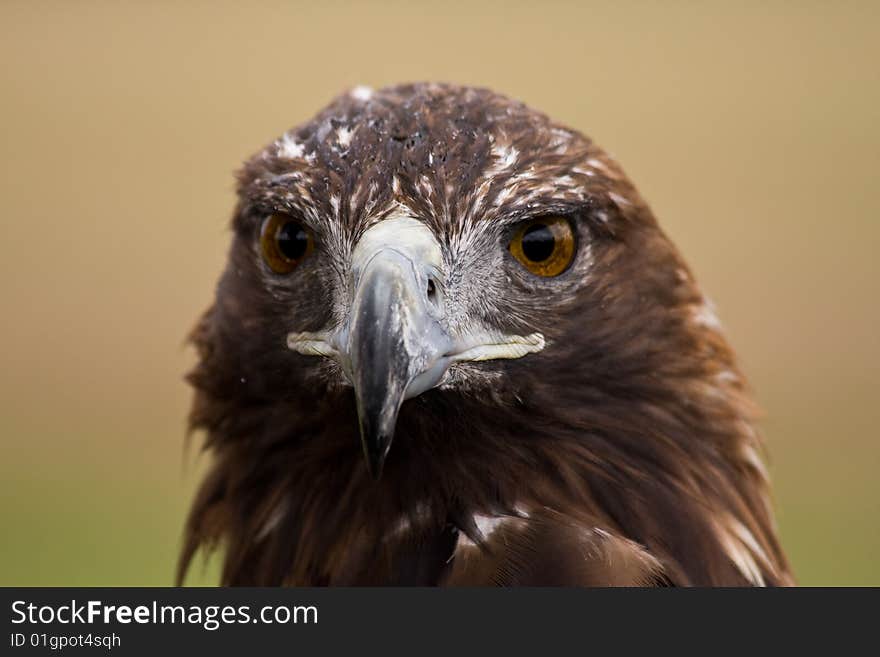 Golden Eagle face