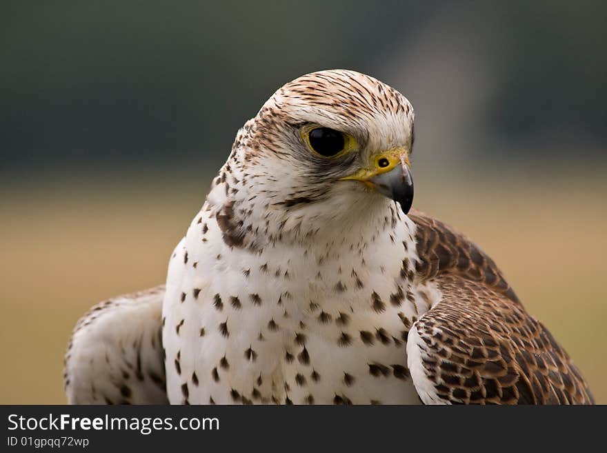 Saker falcon (falco cherrug) face closeup. Saker falcon (falco cherrug) face closeup