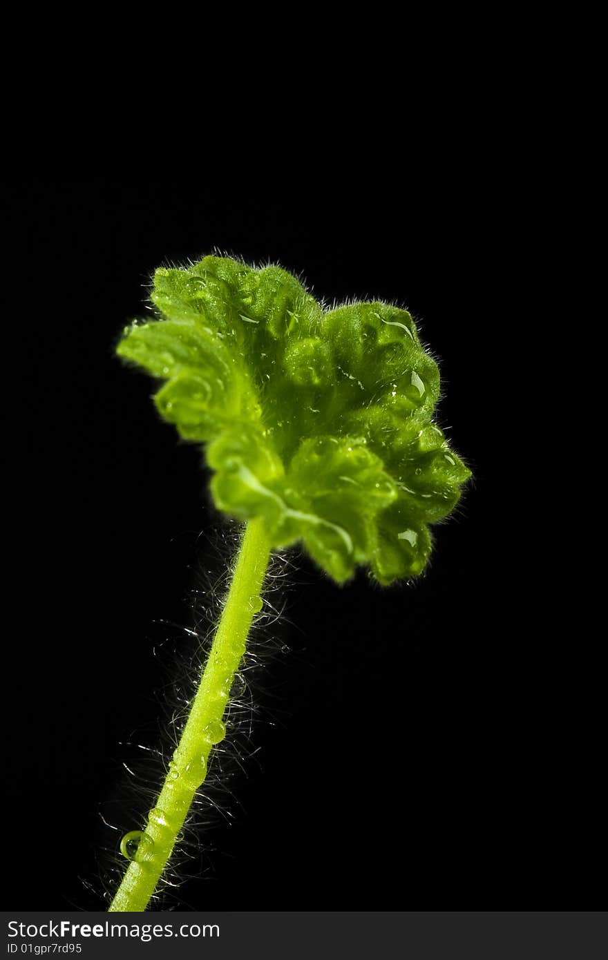 Geranium leaf with drops on black one