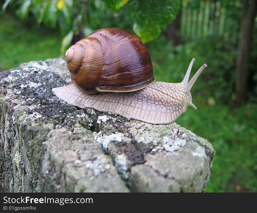 Big edible grape snail