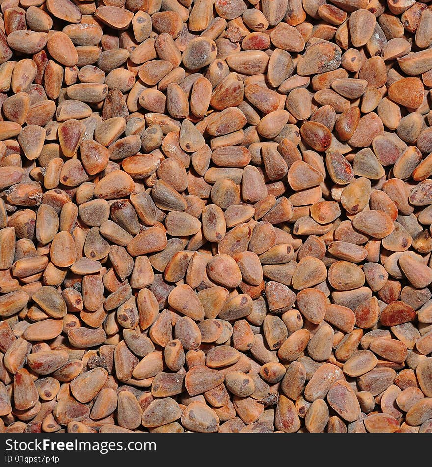 Textured background of many cedar nut. Textured background of many cedar nut