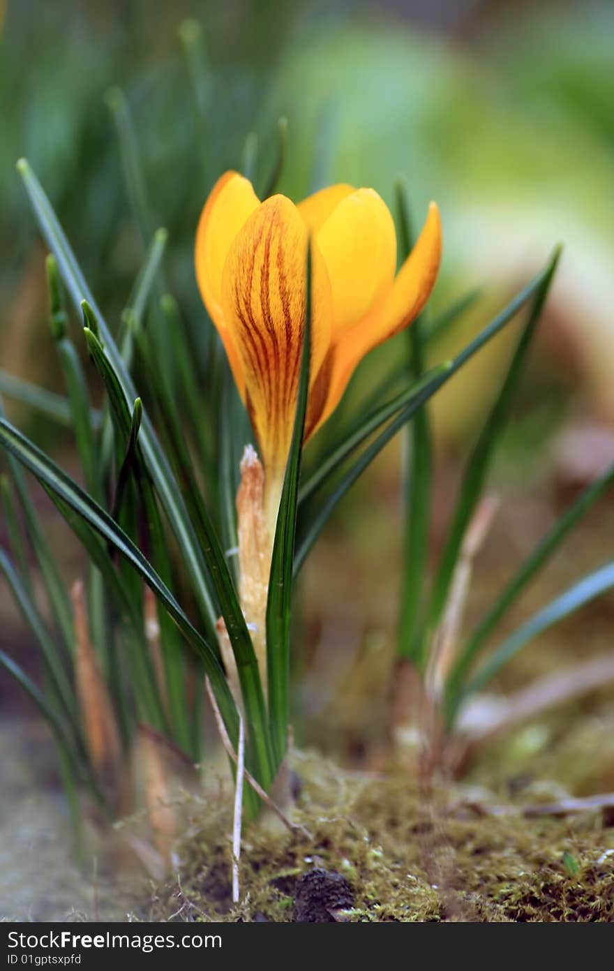 Close-up of beautiful yellow crocus. Close-up of beautiful yellow crocus