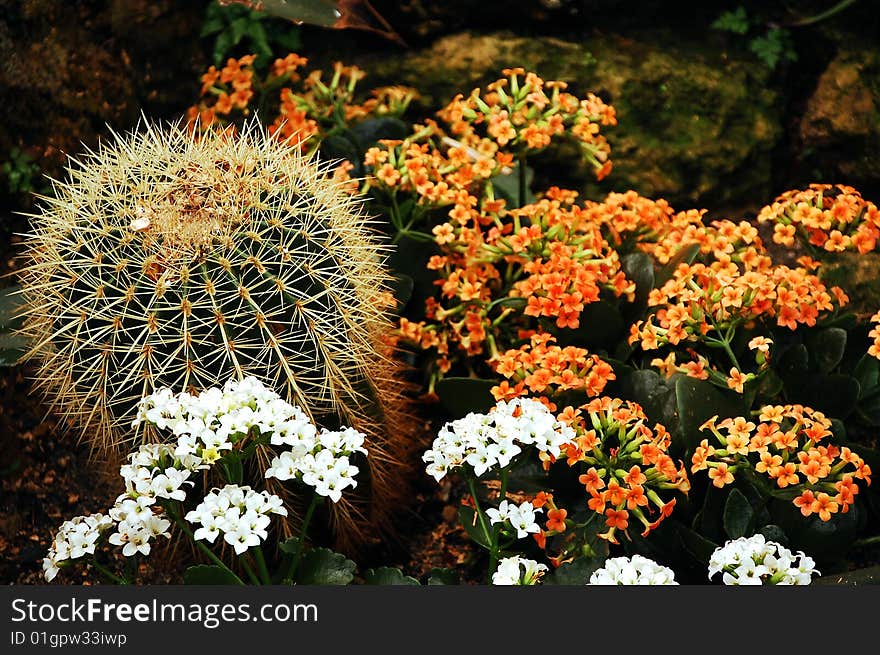 Prickly cactus plant